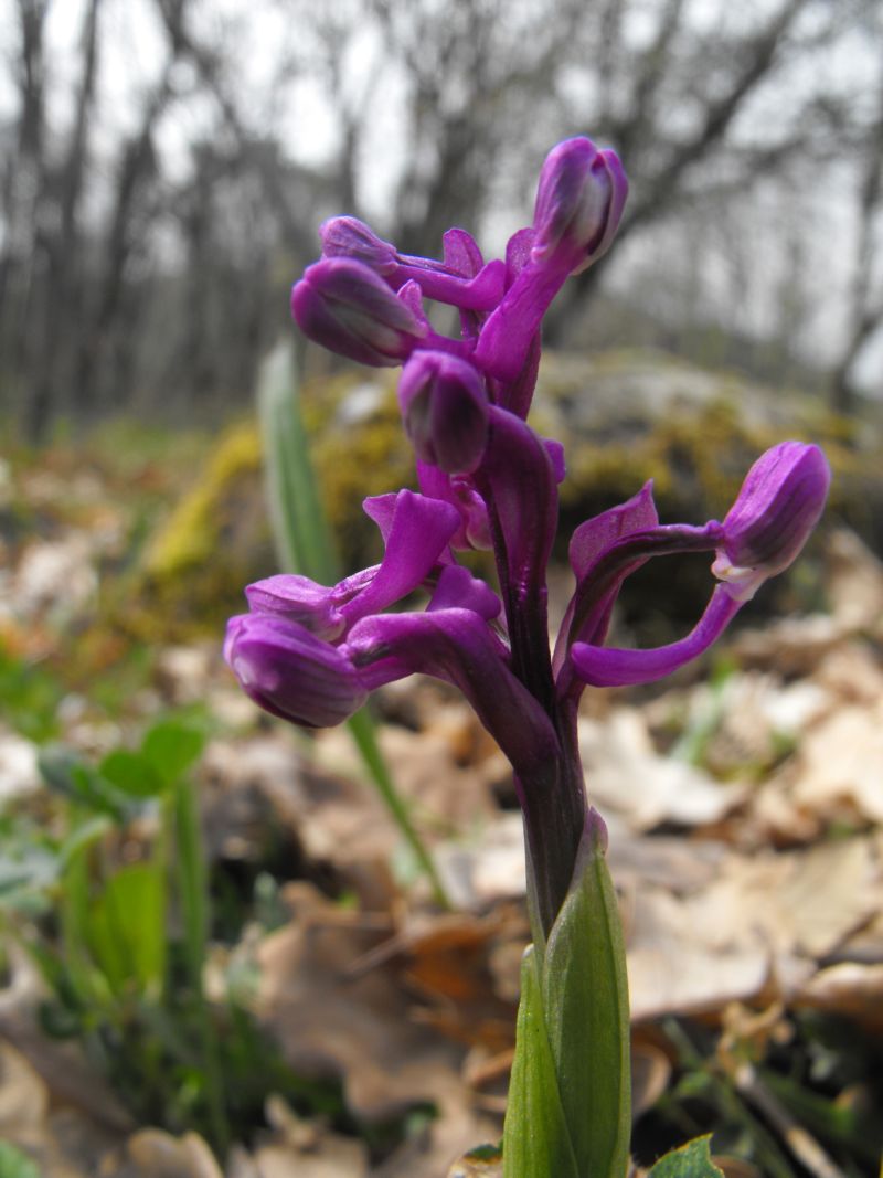 Due orchidee da determinare...